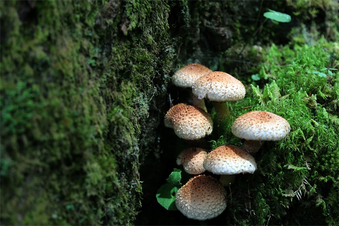 你吃的蘑菇还可以用来砌墙！科学家试图用蘑菇取代建筑混凝土